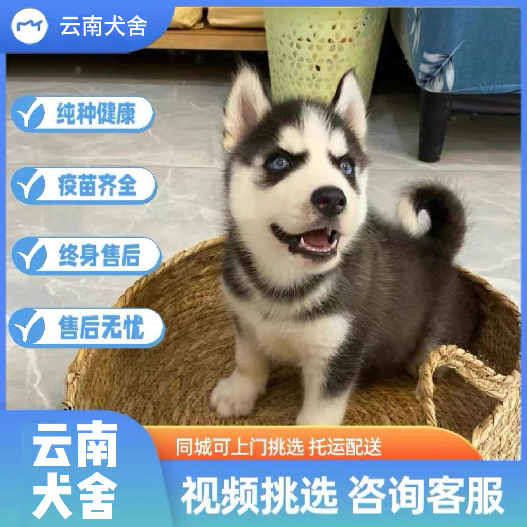 🐾 寻找理想伴侣？三把火蓝眼哈士奇让你心动🐾-兔-淘宝好物网, image size:1024x1024