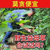 Grandpas deep mountain pure wild dried motherwort 250g Chinese herbal medicine soaked in water and drank fresh and dried to prepare aunts tea powder