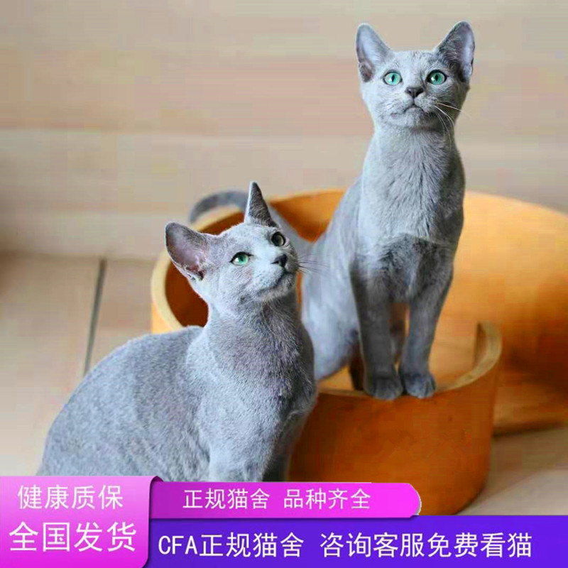 中国　唐代　藍釉俑　猫　珍品　I40-3 走进洛阳博物馆的那些国家宝藏珍品文物（4）唐三彩蓝釉白斑马
