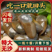 GC Zhoushan specialty drunk mud snail fresh extra large Ningbo yellow mud snail ready-to-eat canned fresh raw pickled seafood Chaoshan