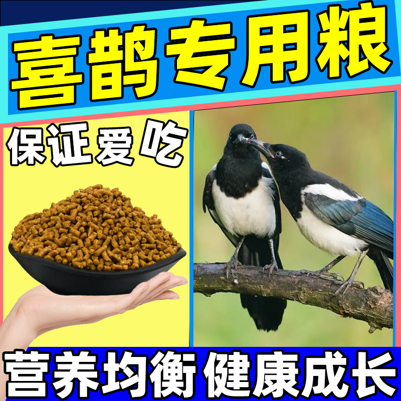 カササギの餌 特別な鳥の餌 灰色のカササギの餌 山のおしゃべりゲスト カササギ 麻 野生のカササギ 飛んでいる鳥 若い鳥の餌