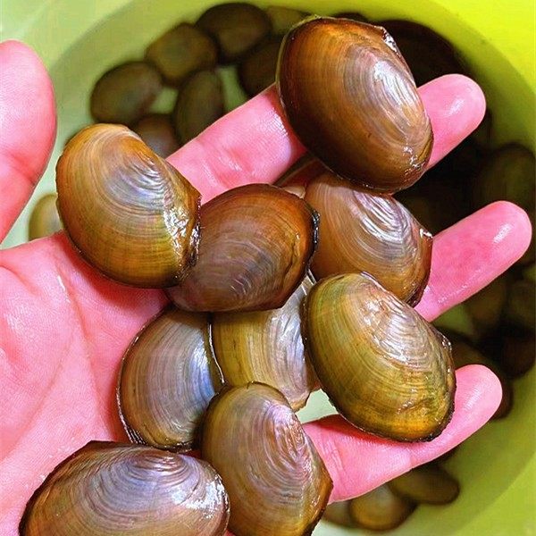 溪蚬黄金蚬,鱼缸里的清道夫小能手?深度测评与推荐-其它水族宠物-淘宝好物网