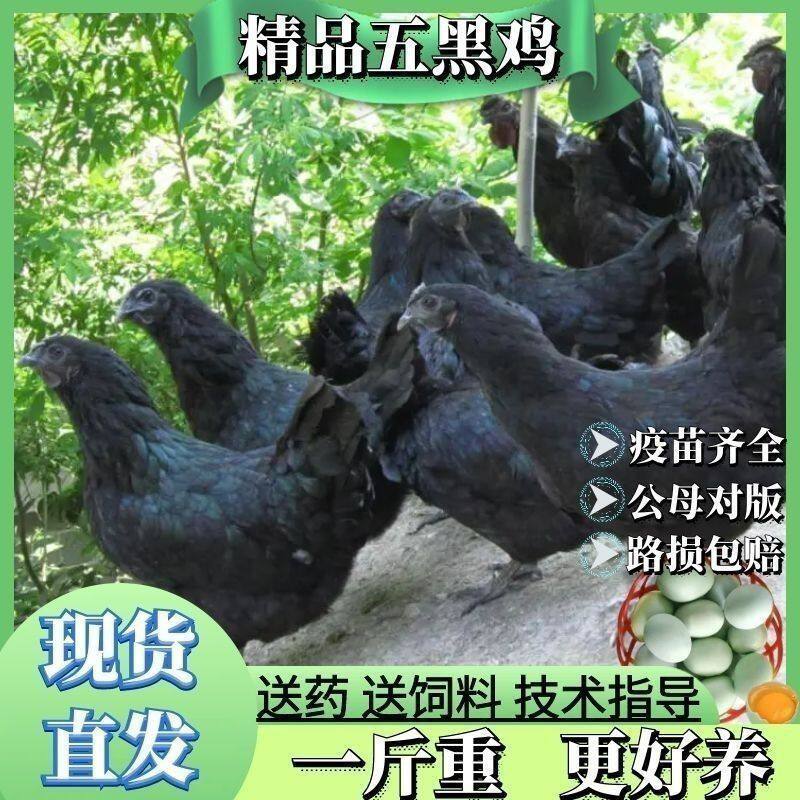 🌳生态养鸡,绿色健康的五黑一绿鸡苗选择🌿-宠物鸡-淘宝好物网