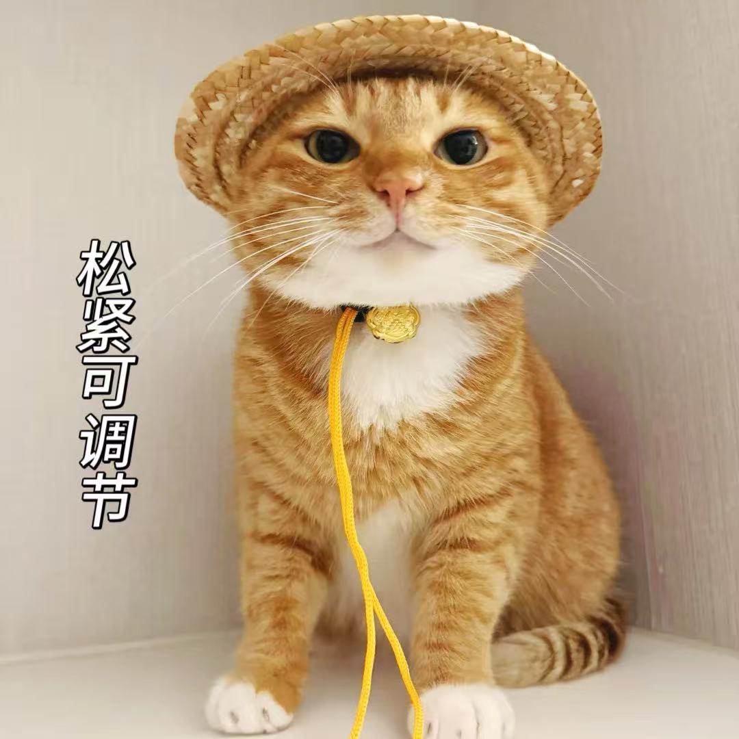 戴著綠色墨鏡的酷貓, 貓, 太陽眼鏡, 橘子PNG去背圖片素材免費下載，免摳圖設計圖案下載- Pngtree, image size:1080x1080