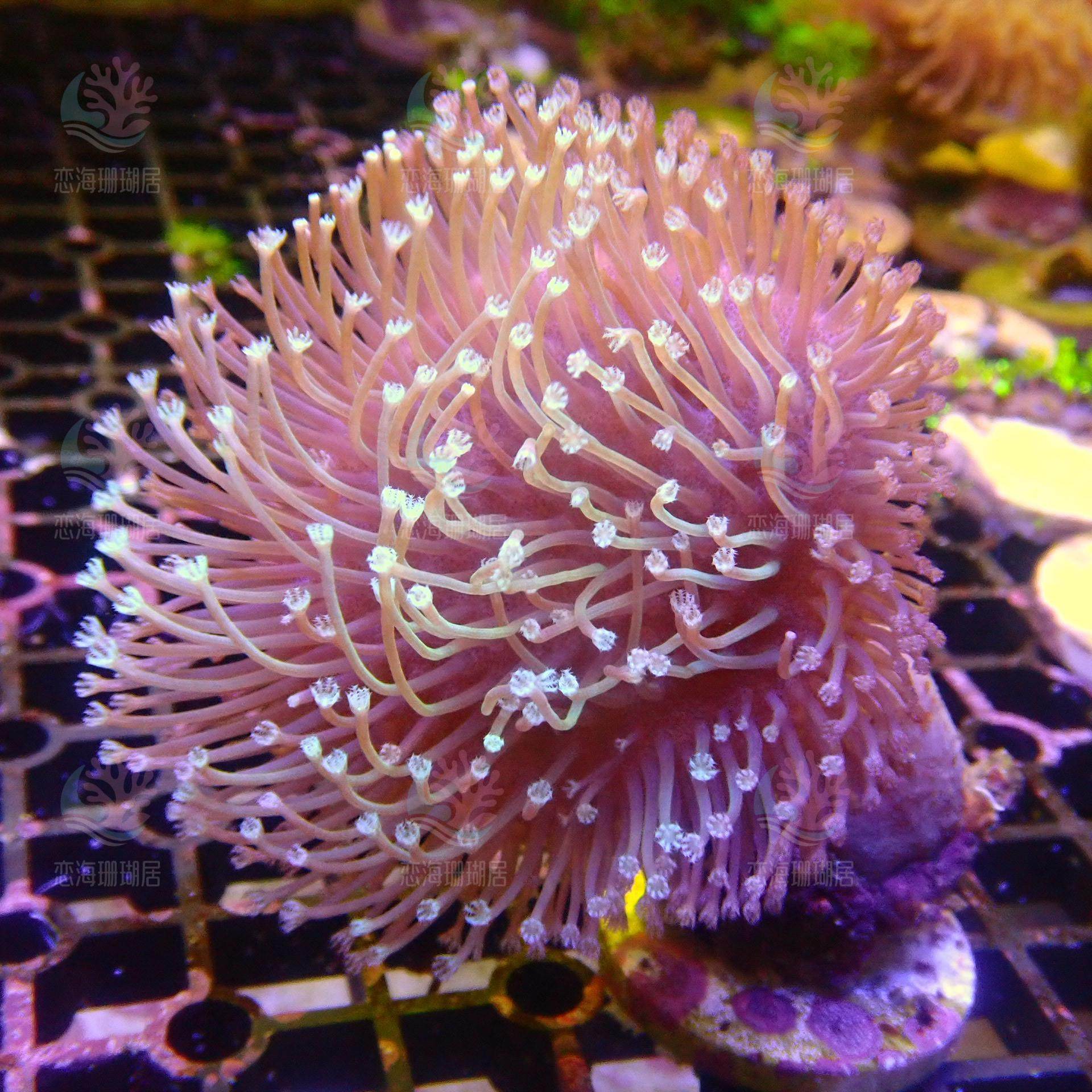 珊瑚　花？ 新手必入！长须白花皮革珊瑚：软体珊瑚海缸里的温柔精灵！-珊瑚-淘宝好物网