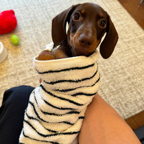 Dog bath towel towel bathrobe bath absorbent quick-drying pet pure cotton small dog large teddy bichon schnauzer