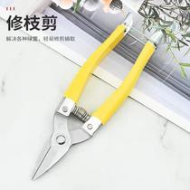 Pruning flower pruning and greening with prickly flower bonsai garden flower arranging scissors to cut thick branches of flower branches with store scissors