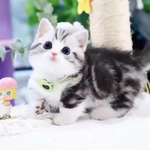 Purebred American Shorthair live tabby cat short-legged cat folded ear kitten live animal pet cat American Shorthair plus white cheese cat