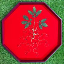 Bafanglai Finance Minister Baishan Wild Ginseng Gift Boxed Forest Ginseng Nourishing and Health-preserving Gift Gift Ginseng Brewed Wine High-end