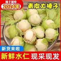 2024 fresh water kernels with green skin raw hazelnuts Northeast specialty fresh hazelnuts green skin hazelnuts with fresh water and tender skin