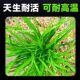 Thai Aquatic Plants for Aquarium Landscaping, Freshwater Shade-Loving Plants, Stream Plants, South American Tank Plants, Easy-Care Plants
