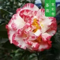 Camellia saplings with flower buds five-color red red camellia saplings in pots with double petals indoor and outdoor cold-resistant easy to grow strong fragrance evergreen all year round