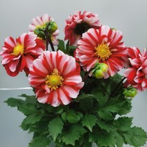 重瓣大丽花盆栽大花型花卉四季开花室内阳台庭院观花植物带花花苞