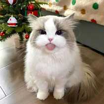 Purebred ragdoll kitten blue double sea double blue eyes key color bobcat live pet racing long-haired fairy cat