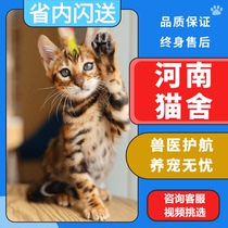 Henan Cattery Leopard Cat Purebred Bengal Pet Cub Snow Leopard Cub Short-haired Tiger Competition Level Live Cattery