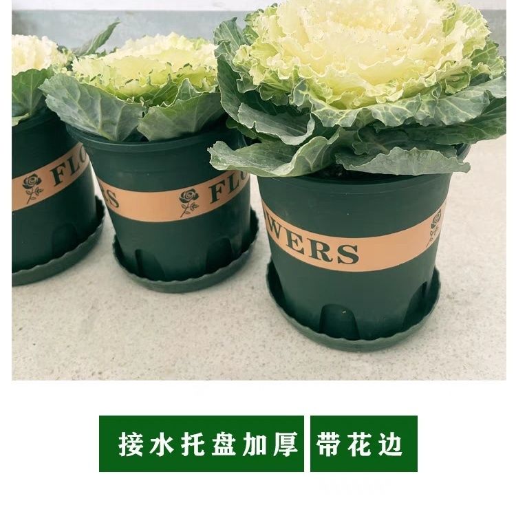 塑料花盆特价清仓，阳台绿萝盆栽月季吊兰的最佳拍档！