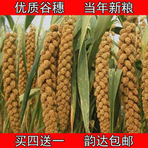 2024 yellow grain ears shelled millet millet ears parrots bird snacks hamster grains landscaping decoration whole grains