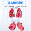 Human Organ Model Pathology Lung Larynx Cardiopulmonary Respiratory System Internal Organs Anatomical Structure Medical Teaching