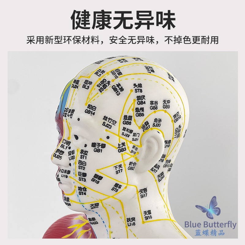 85cm Traditional Chinese Medicine Acupuncture Point Human Body Model Teaching Model Full Body Twelve Meridians Chart Half Leather Half Skeleton Anatomical Copper Manikin