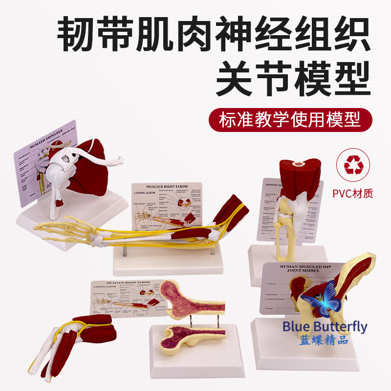 人体膝关节上肢肌肉手臂关节附血管韧带骨骼模型髋关节功能结构