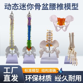 Dynamic Mini Lumbar Pelvic Model with Movable Joints, Human Skeleton, Small Female Spine, Sacroiliac Teaching Skeleton