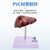 Teaching Simulation Model of Liver, Gallbladder, Pancreas, and Duodenum Structure, Digestive System Medical Liver, Pancreas, and Gallbladder Model
