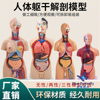 28Cm85Cm Human Torso Anatomy Model with Detachable Organs for Medical Teaching, Heart and Internal Organs Model Toy