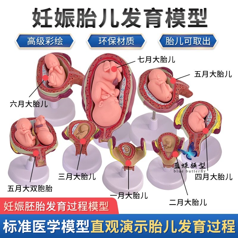 人体胚胎胎儿妊娠发育周期过程模型产科子宫解剖妇幼培训教学演示