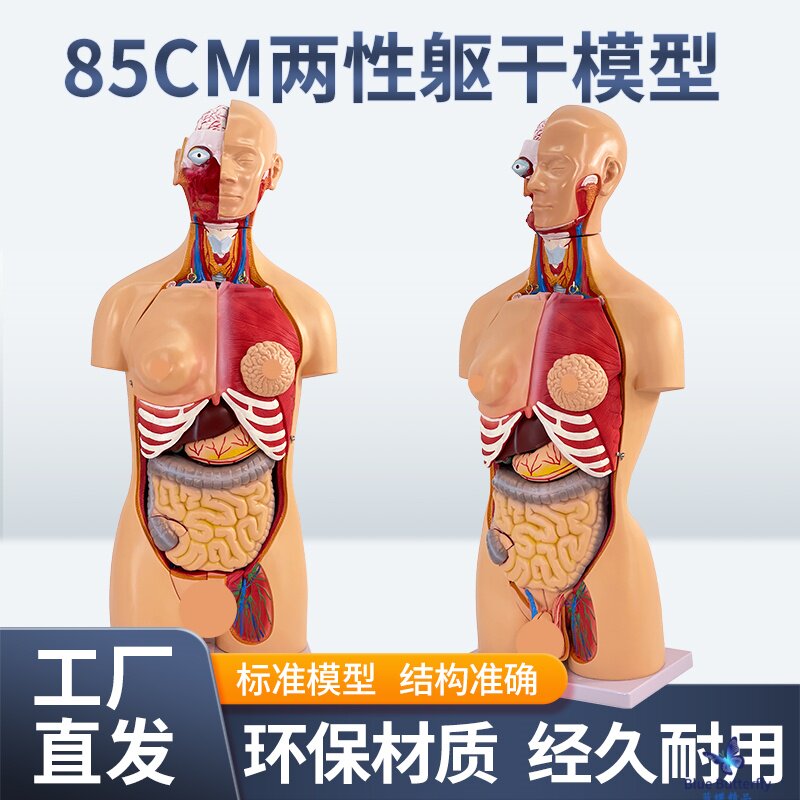 85CM两性躯干可拆23件人体器官结构组织解剖内脏器官结构分布结构