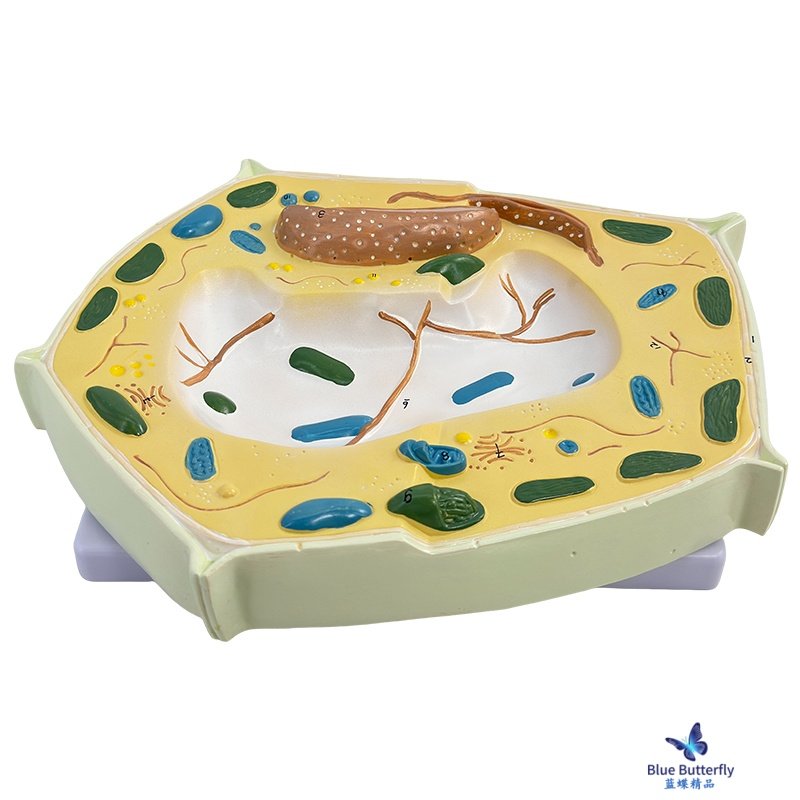 Animal and Plant Cell Model Microscopic Structure Anatomy Model Cell Membrane Cytoplasm Nucleus Mitochondria