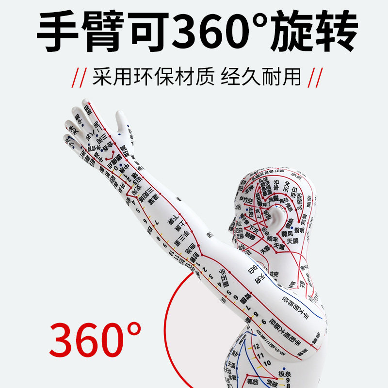 60cm Half-Skin Half-Muscle Anatomical Acupuncture Model with Engraved Human Body Acupuncture Points, Ultra-High Definition, for Acupuncture and Massage Teaching