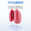 Human Organ Model Pathology Lung Larynx Cardiopulmonary Respiratory System Internal Organs Anatomical Structure Medical Teaching