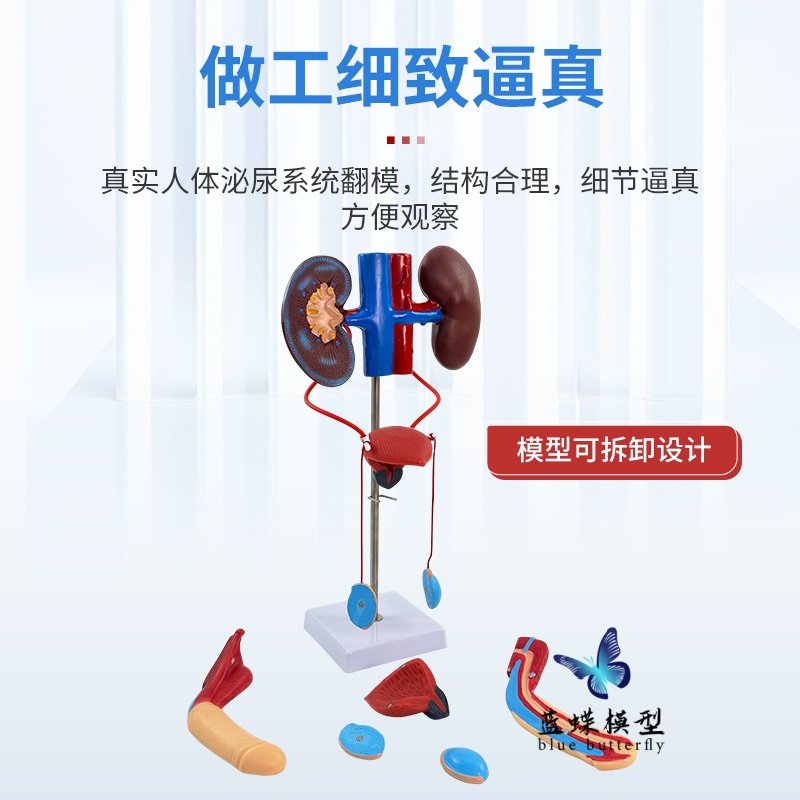 Three-Dimensional Human Urinary System Model Ureter Bladder Urethra Medical Reproductive System Kidney Anatomy Model