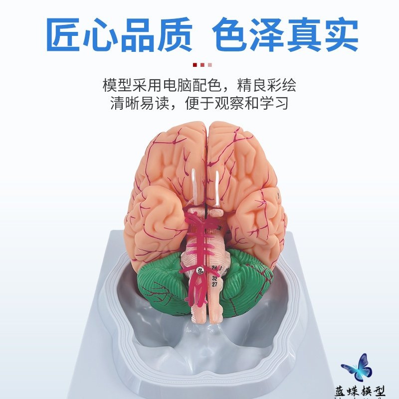 Medical Human Brain Anatomy Model Hemisphere Brainstem Brain Chamber Interbrain Cerebellum Model Neurology Brain Science Teaching Aids