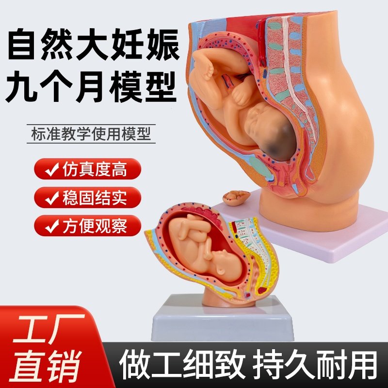 胚胎模型 女性盆腔附足月胎儿模型 妊娠发育九个月胎儿子宫模具