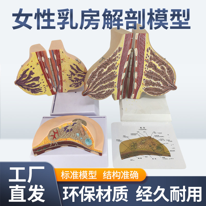 哺乳期乳房模型胸部解剖乳房结构造乳房乳腺病变模型催乳师教具