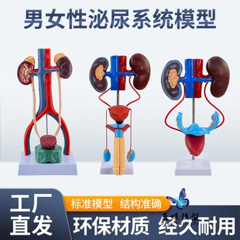 Three-Dimensional Human Urinary System Model Ureter Bladder Urethra Medical Reproductive System Kidney Anatomy Model