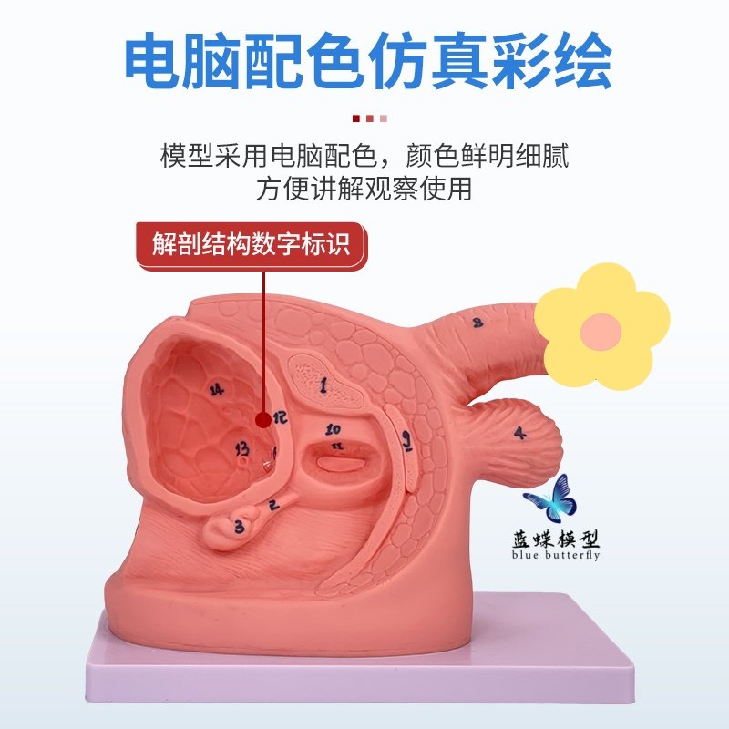 Anatomical Models of Internal and External Reproductive Organs for Men and Women, and Female Urinary and Reproductive System Models