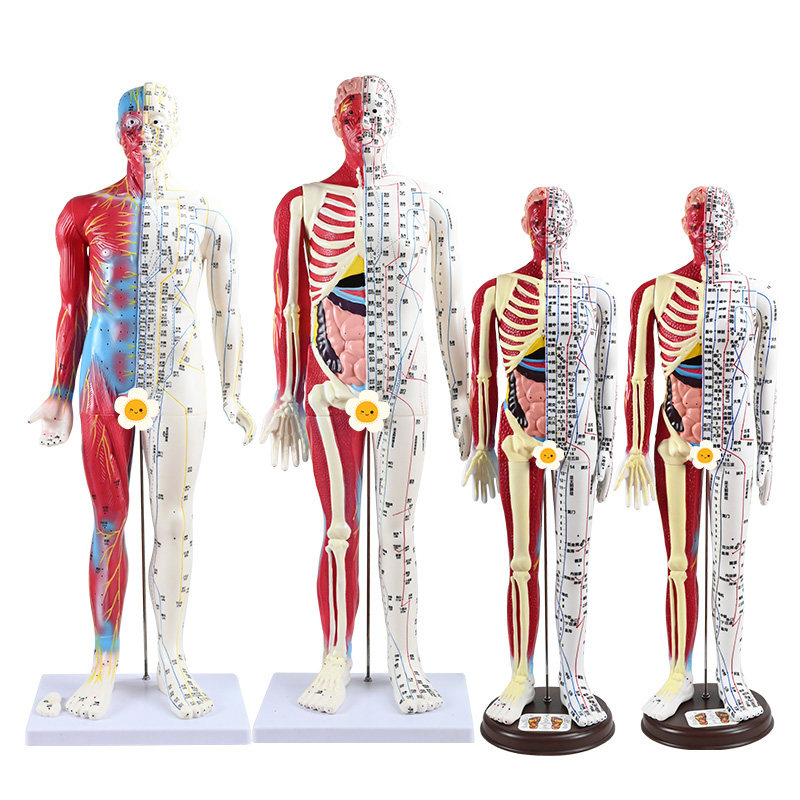 60cm Half-Skin Half-Muscle Anatomical Acupuncture Model with Engraved Human Body Acupuncture Points, Ultra-High Definition, for Acupuncture and Massage Teaching