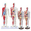 60cm Half-Skin Half-Muscle Anatomical Acupuncture Model with Engraved Human Body Acupuncture Points, Ultra-High Definition, for Acupuncture and Massage Teaching