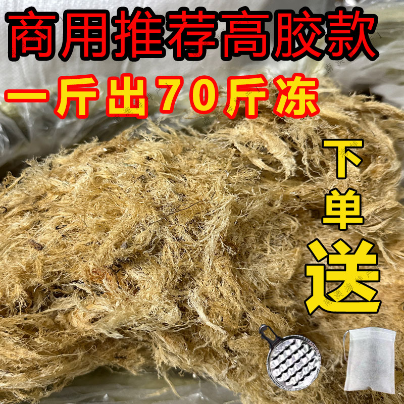 南澳野生海石花草九毛草石花菜，凉粉石花膏的宝藏原料！