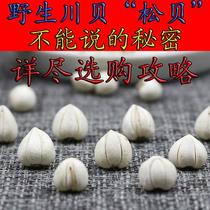 Wild Sichuan Fritillaria scallops Sichuan Aba specialty natural sulfur-free Sichuan Fritillaria pearl oysters selected 30g bottle