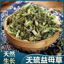 500 Motherwort Official Flagship Store Fresh Women’s Motherwort Gram Chinese Herbal Medicine Dried Goods Chinese Herbal Medicine Tea