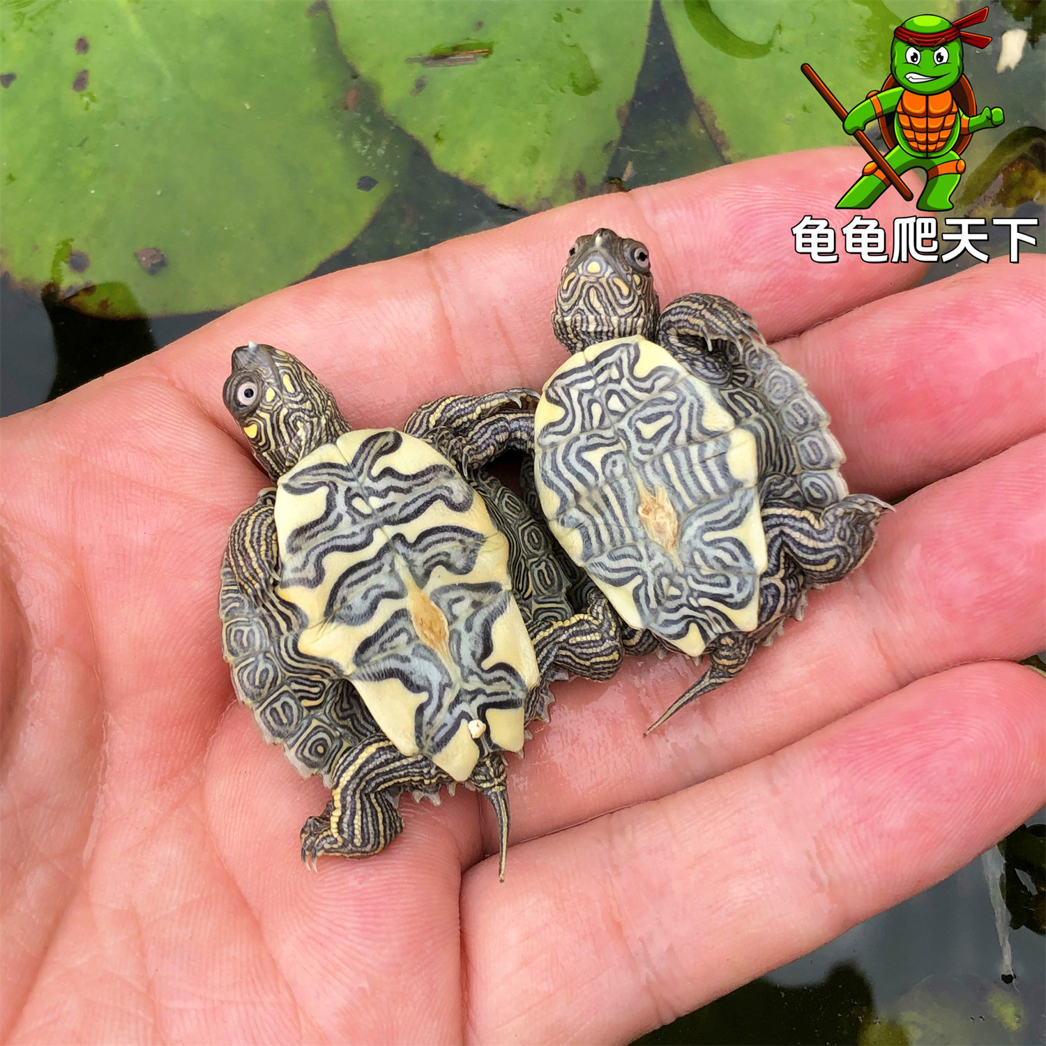 🐢超萌地图龟,带你解锁深水龟的新世界🌊-龟/鳖-淘宝好物网