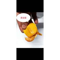 Small turtle cleaning land simulation model living deep water turtle universal solid pearl turtle mixed white eye disease amphibian