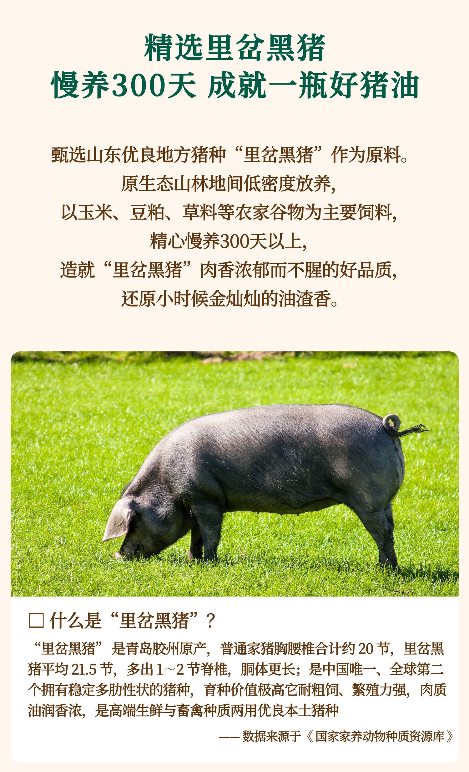 安享好物 安享B级猪油-山野生机猪脊膘油 企标 