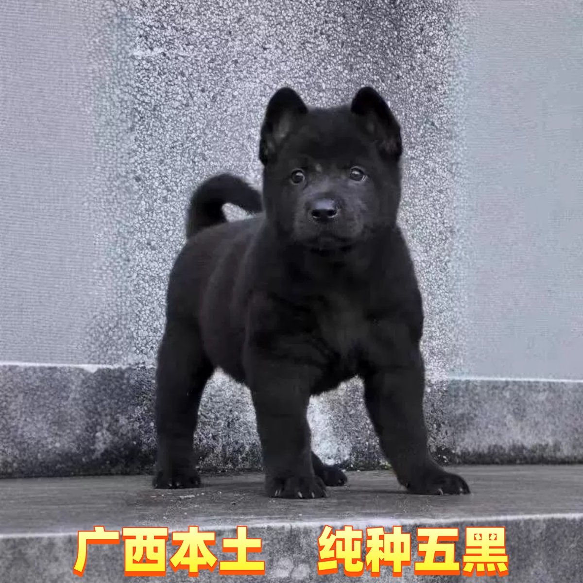 🐶超萌来袭！潮汕五红犬幼犬，你的新家庭成员💖-狗狗-淘宝好物网, image size:1200x1200