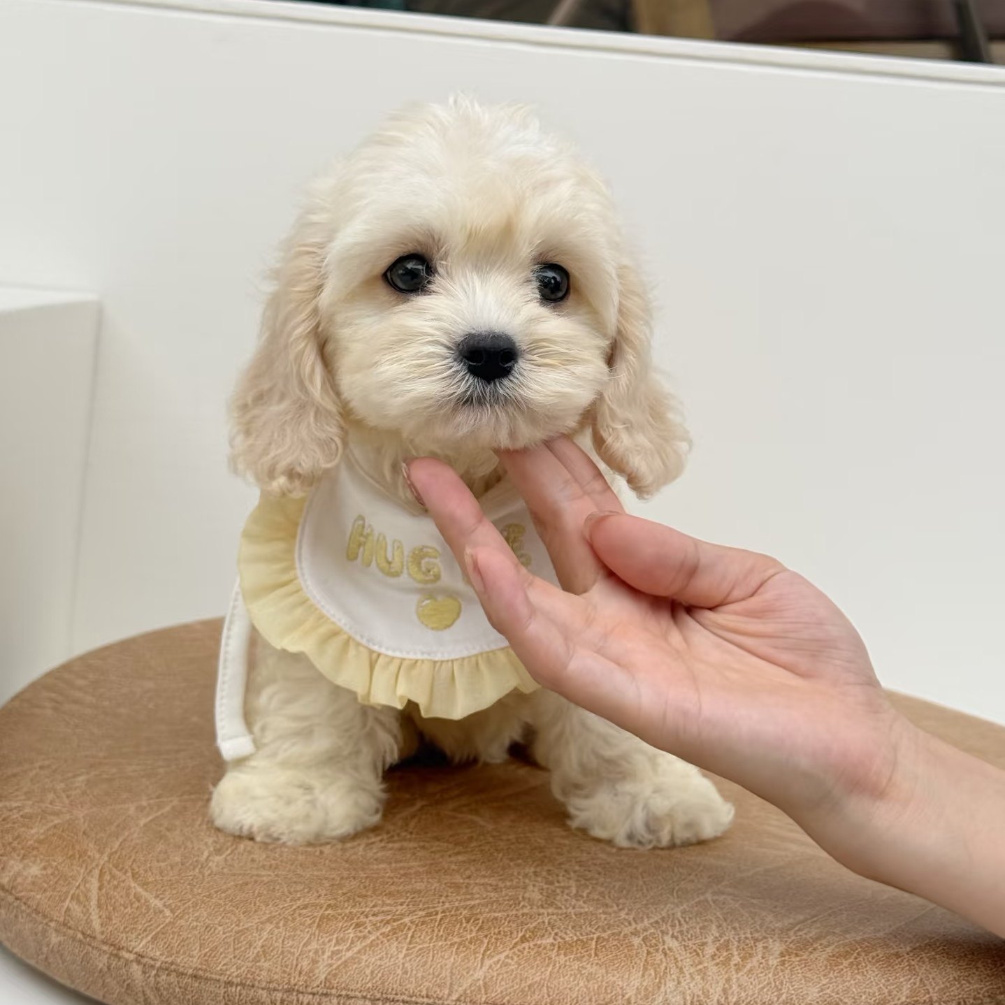 可卡布幼犬多少钱？超值萌宠等你带回家 🐶💖-宠物-淘宝好物网