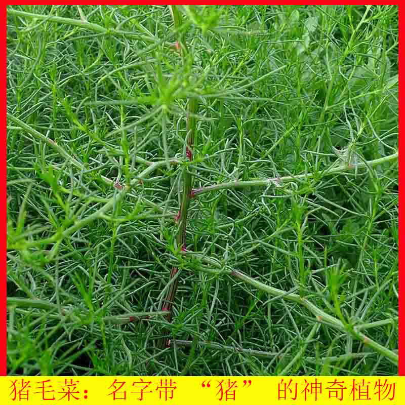 新鲜猪毛菜野生现采现发当季扎蓬棵可食用野菜饺子馅涮肉凉拌蔬菜
