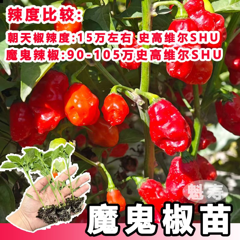 🌶️红魔鬼椒种子:辣度爆表,挑战你的味蕾极限🔥-园艺种植花箱-淘宝百科网
